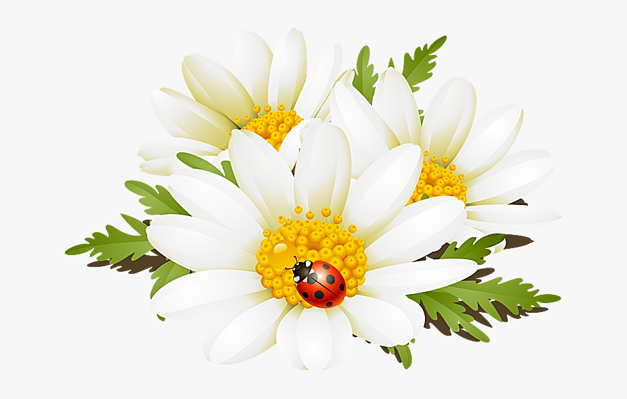 Daisy Clipart Daisie, Transparent Clipart