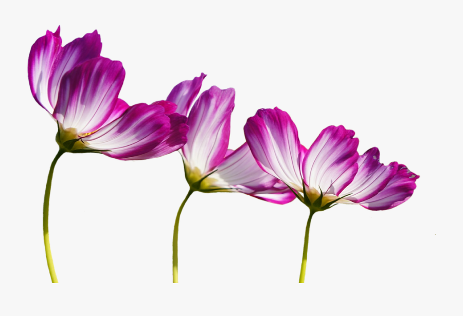 Transparent Burgundy Flowers Clipart - Blumen Bilder Pixabay, Transparent Clipart