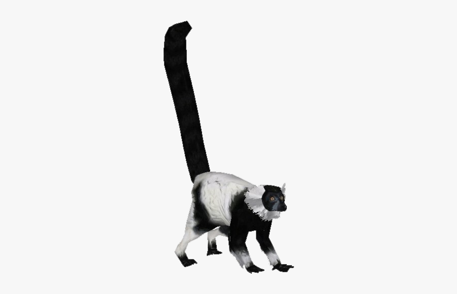 Transparent Black And White Ruffed Lemur, Transparent Clipart