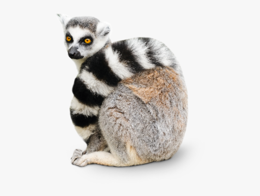 Clip Art Picture Of A Lemer - Transparent Ring Tailed Lemur, Transparent Clipart