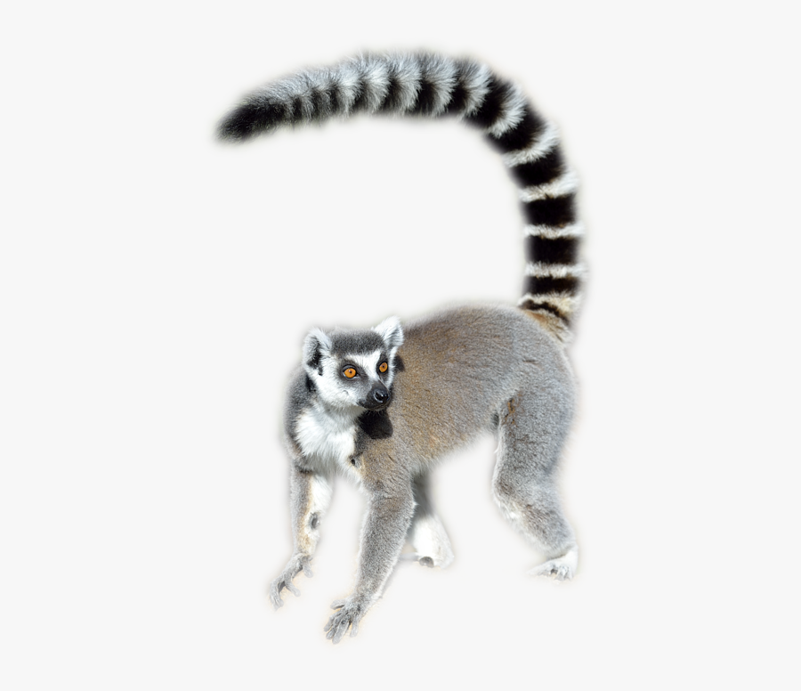 61752 - Ring Tailed Lemur Png, Transparent Clipart