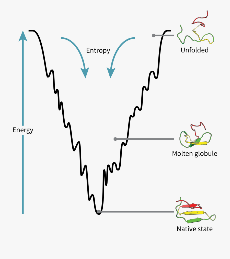 Energy Clipart Mechanism - Molten Globule State Of A Protein, Transparent Clipart