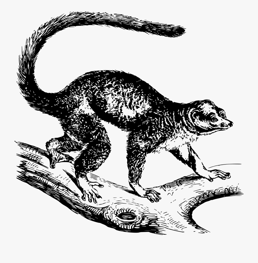Mongoose Lemur Clip Arts - Mongoose Graphic, Transparent Clipart