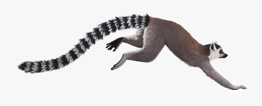 Transparent Lemur Png - Ring Tailed Lemur Png, Transparent Clipart