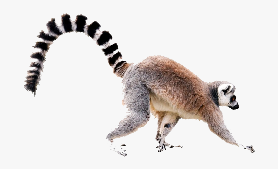 Ring Tailed Lemur Png, Transparent Clipart