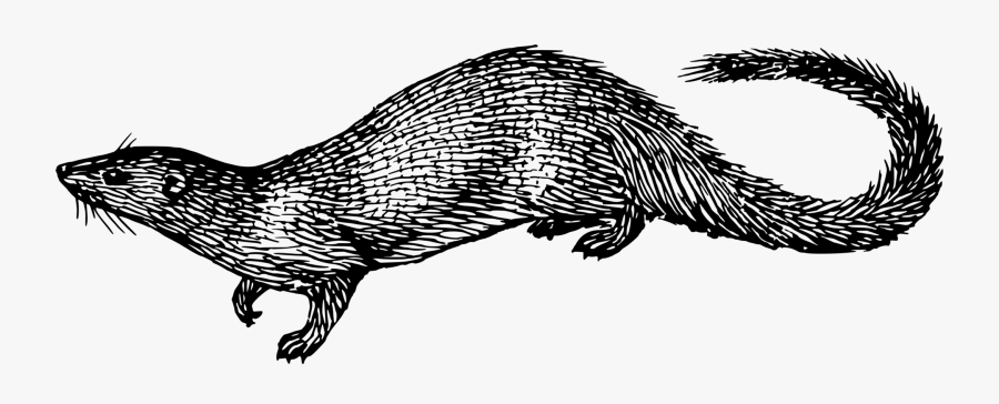 Egyptian Mongoose - Outline Picture Of Mongoose, Transparent Clipart