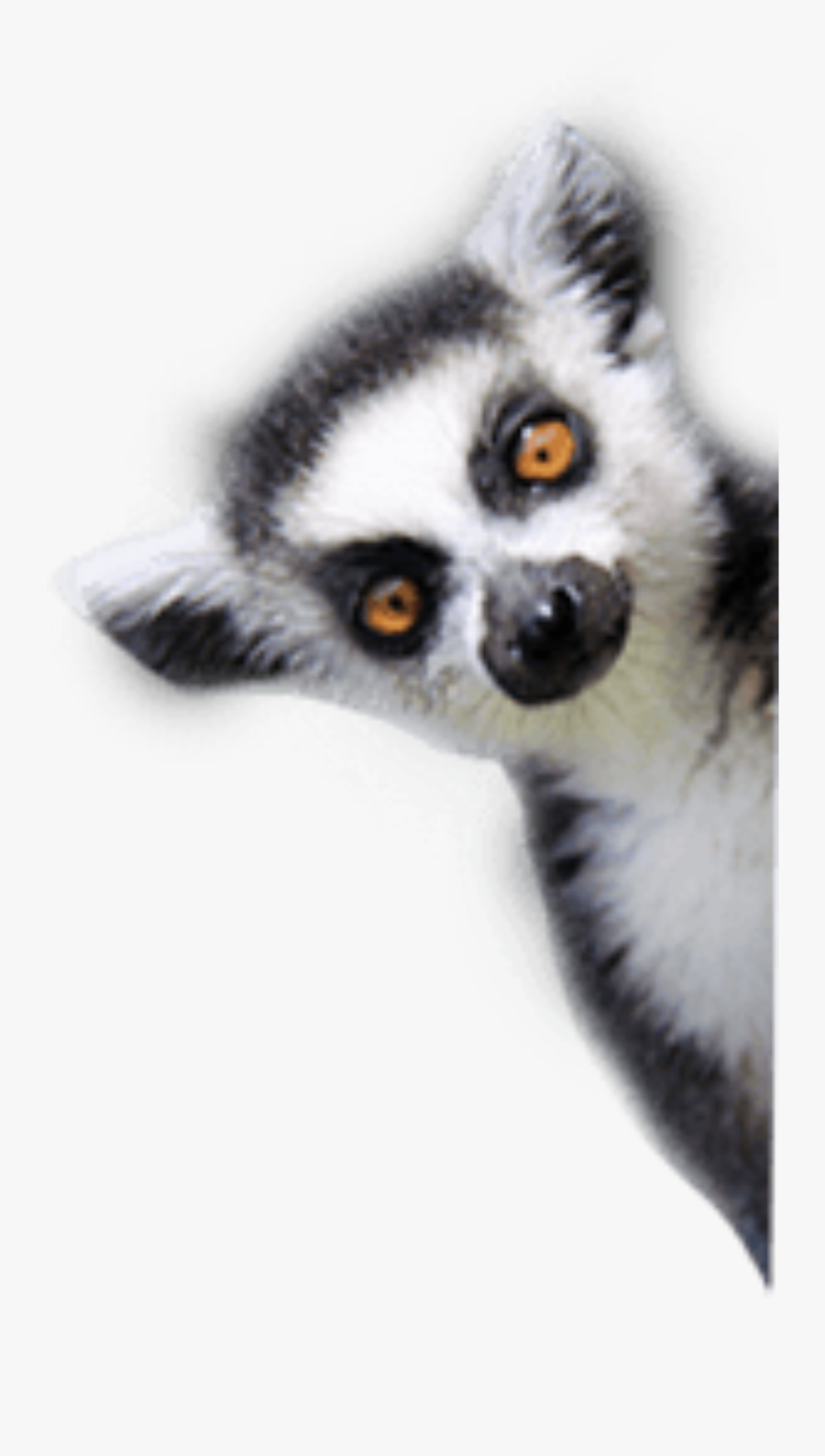 #lemur #animal #side #freetoedit - Lemur Picture Transparent Background, Transparent Clipart
