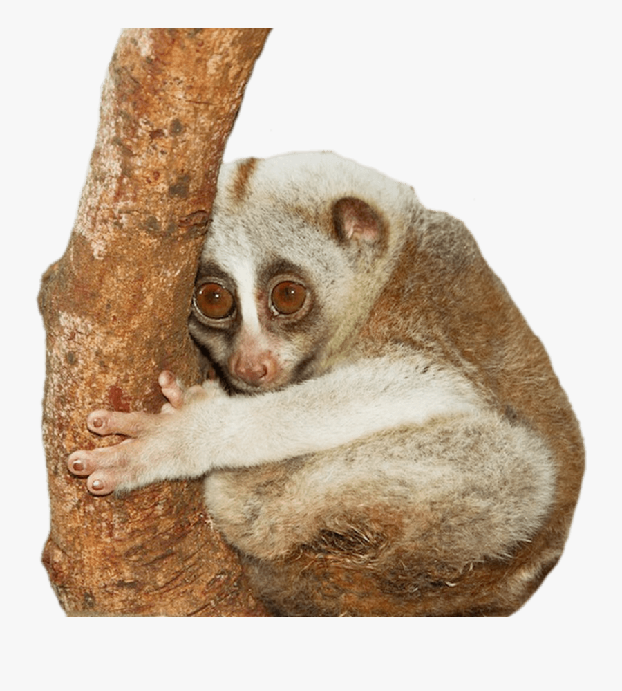 Transparent Slow Clipart - Slow Loris Climbing, Transparent Clipart