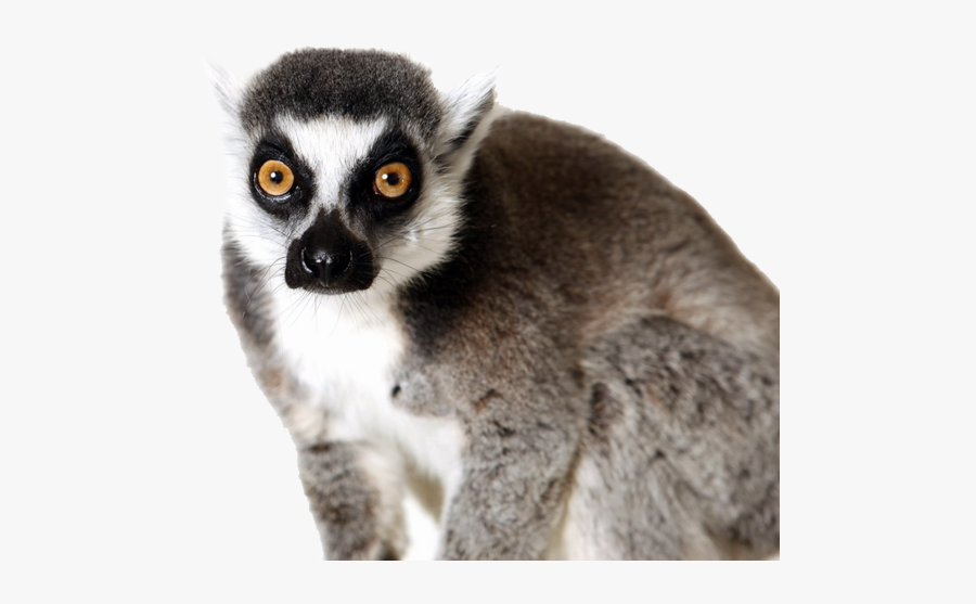 61759 - Ring Tailed Lemur Png, Transparent Clipart