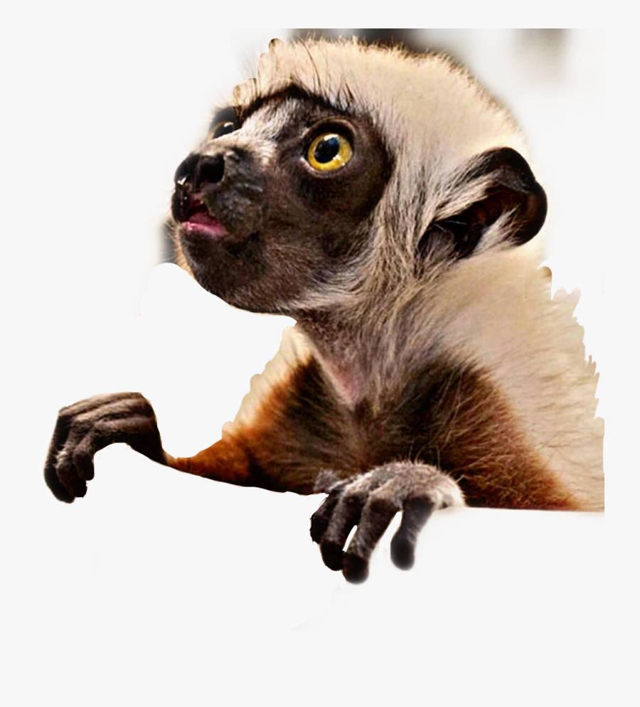 #baby #lemur #animal #cute #furry #curious #freetoedit, Transparent Clipart