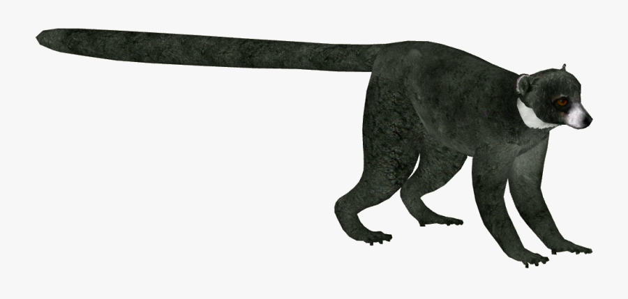 Mongoose Lemur Version 2 F - Marsupial, Transparent Clipart
