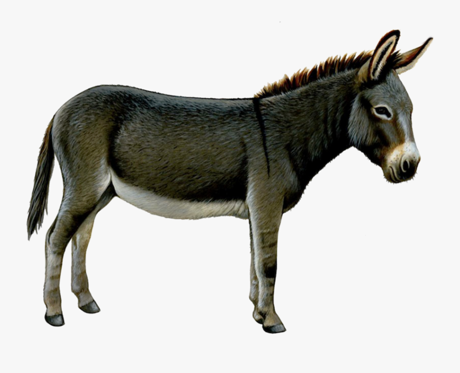 Transparent Background Donkey Clip Art, Transparent Clipart