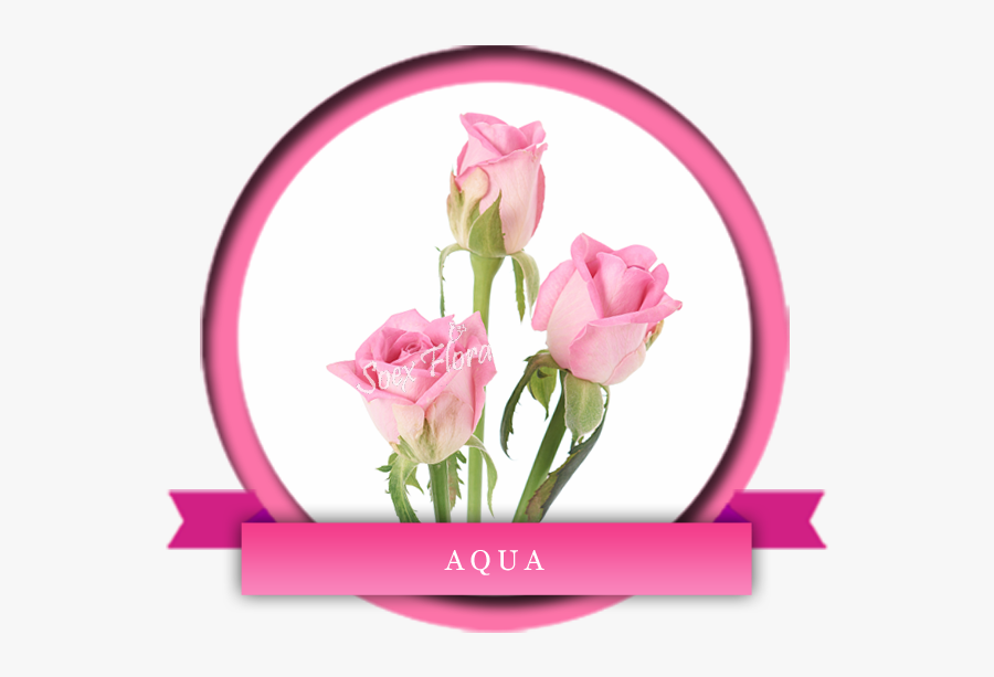Revival Rose Variety, Transparent Clipart