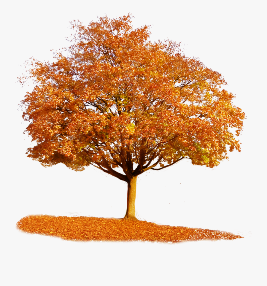 Transparent Fall Tree Clipart - Fall Tree Transparent Background, Transparent Clipart