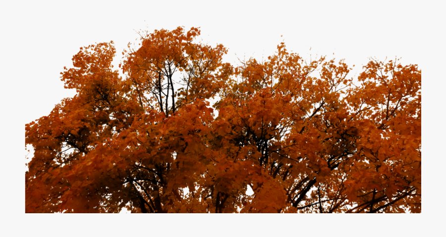 762 Autumn Tree Cutout 01 By Tigers-stock - Grove, Transparent Clipart