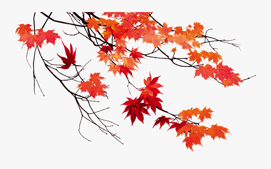 Transparent Autumn Trees Png - Autumn Leaves Transparent Background, Transparent Clipart