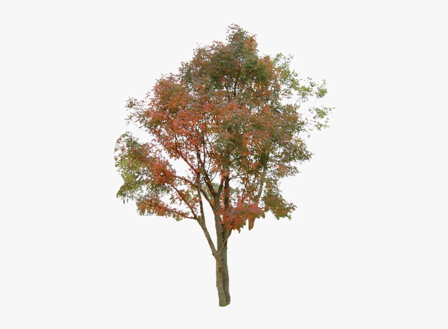 Information Tree Free Clipart Hq Clipart - Transparent Background Autumn Tree Png, Transparent Clipart