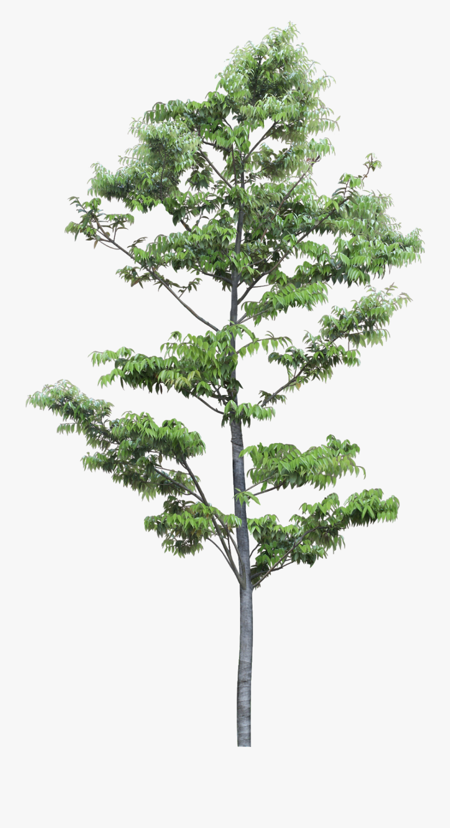 Pond Pine, Transparent Clipart