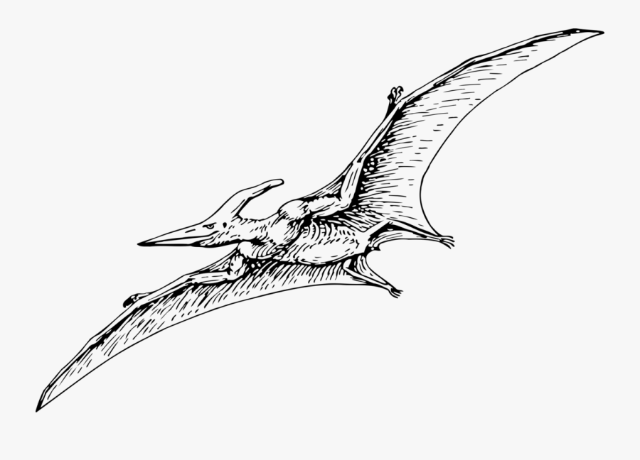 Line Art,dinosaur,fictional Character - Pterodactyl Black And White, Transparent Clipart
