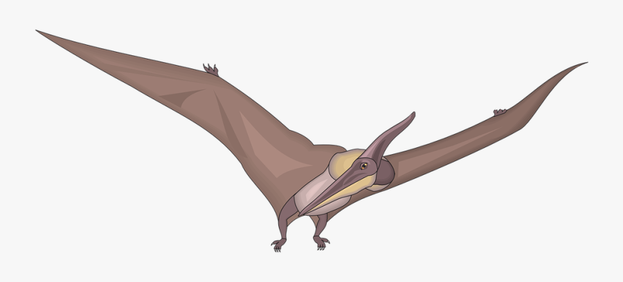 Bird, Flying, Wings, Looking, Dinosaur, Ancient, Fly - Pteranodon Transparent Background Png, Transparent Clipart