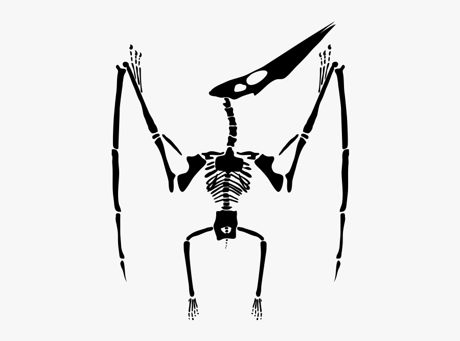 Pterodactyl Skeleton Rubber Stamp"
 Class="lazyload - Desenhar Um Esqueleto De Dinossauro, Transparent Clipart