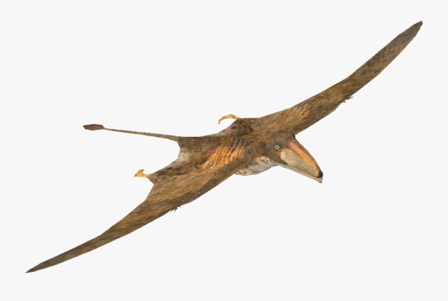 Pterosaurs Png Picture - Pterodactyl Transparent, Transparent Clipart