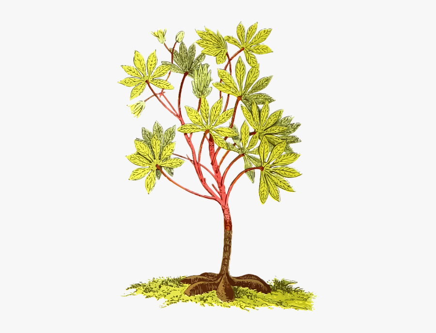 America, Cassava, Edible, Food, Manioc, Plant, Root - Cassava Plant Png, Transparent Clipart
