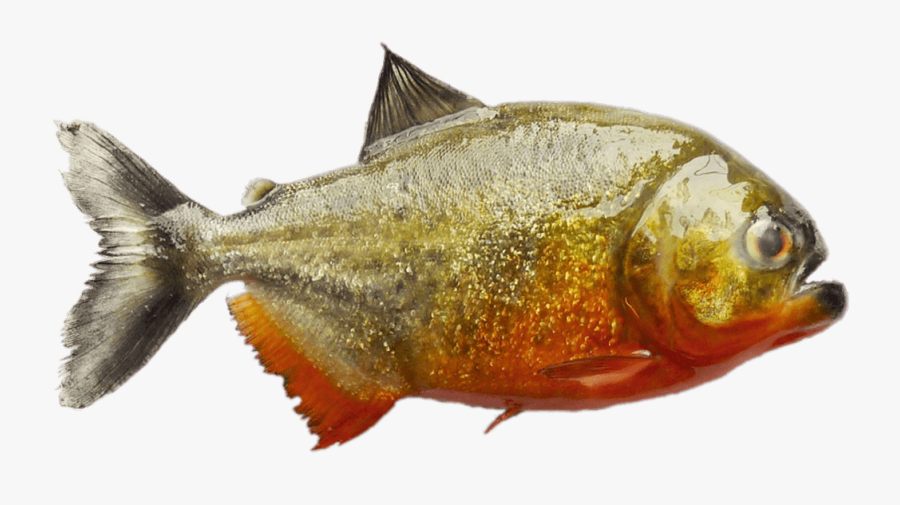 South American Piranha - Fort Walem, Transparent Clipart