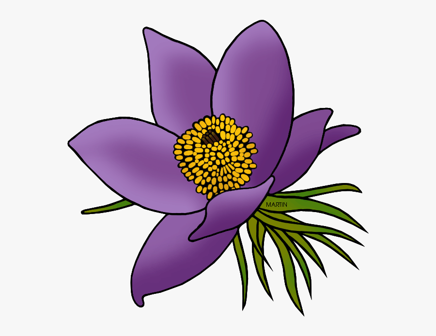 State Floral Emblem Of South Dakota - South Dakota State Flower Drawing, Transparent Clipart