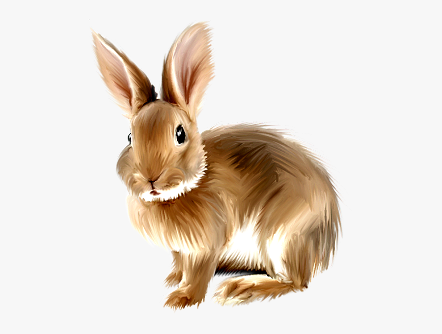 Rabbit Png, Bunny Rabbit, Rabbit Clipart, Baby Bunnies, - Rabbit Clipart Png, Transparent Clipart