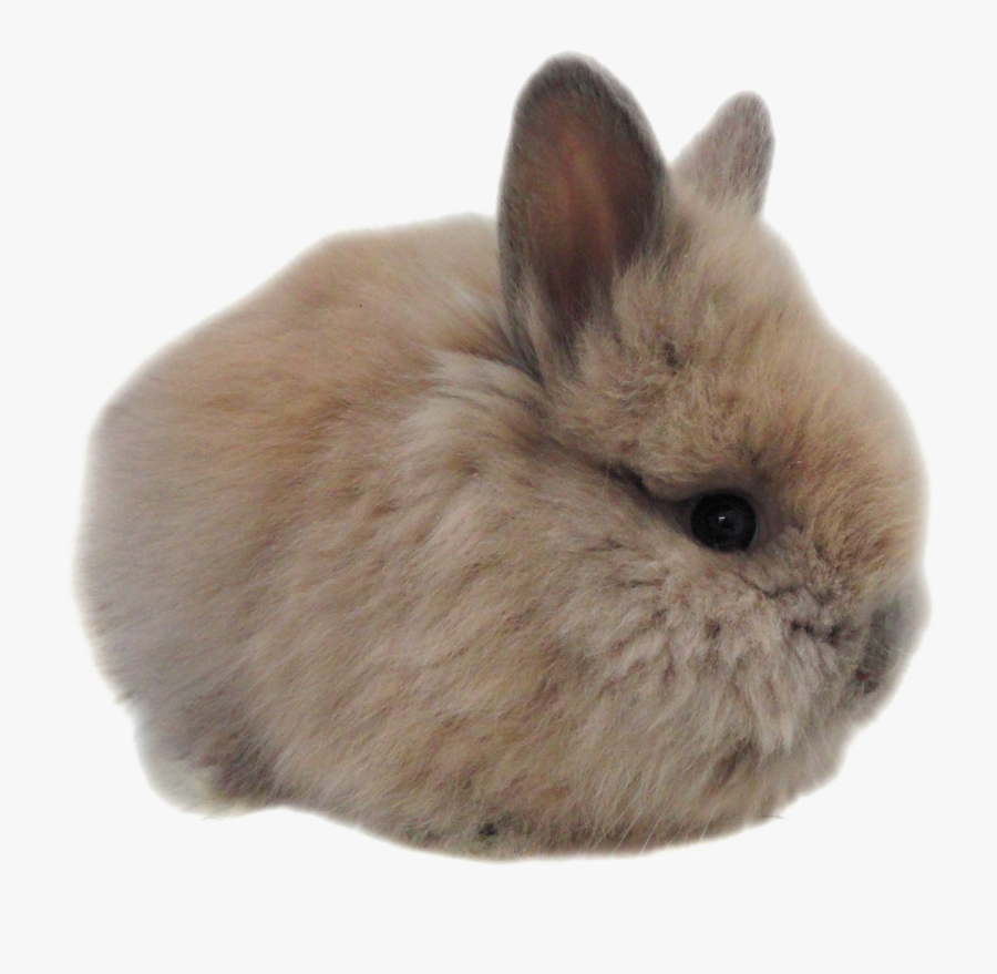 Transparent Vintage Easter Bunny Clipart - Big Chungus, Transparent Clipart