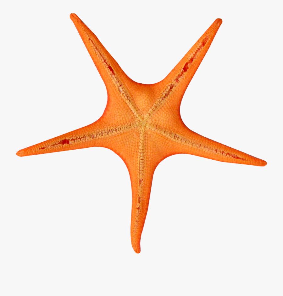 Starfish Orange Line Transparent Image Clipart Free - Seastar Png Transparent, Transparent Clipart