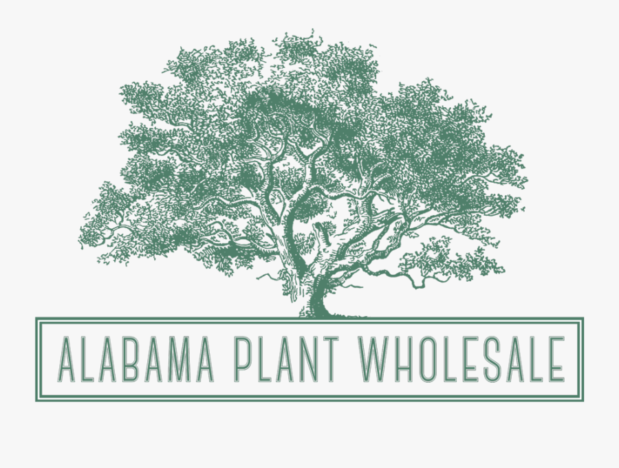 Transparent Tobacco Plant Clipart - Oak Tree Poem Printable, Transparent Clipart