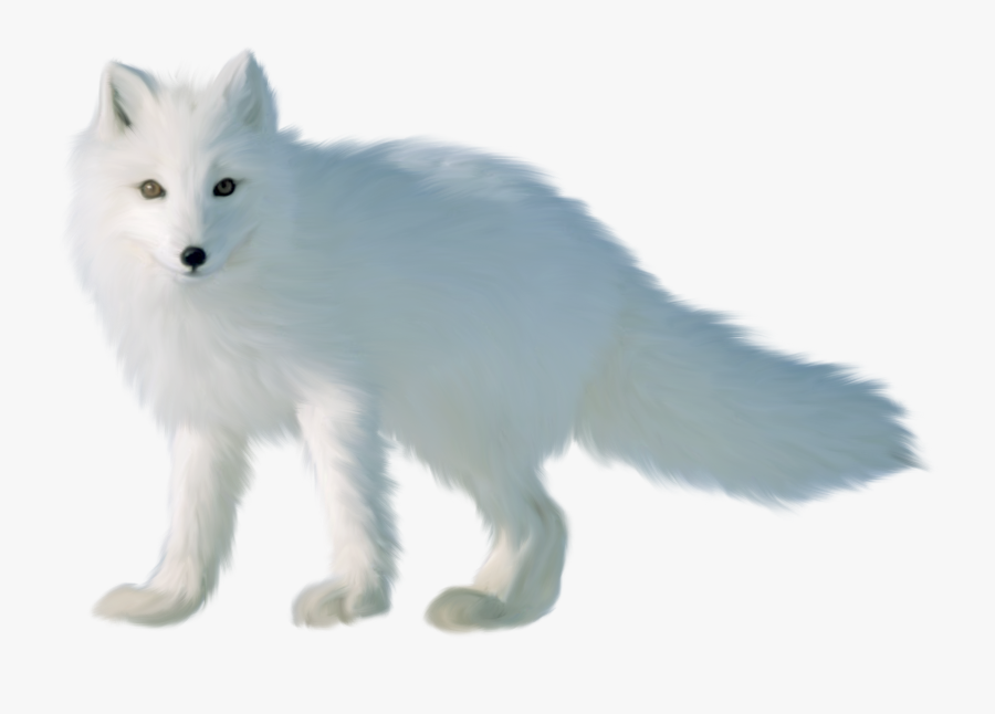 Transparent Foxes Clipart - Arctic Fox On Transparent Background, Transparent Clipart
