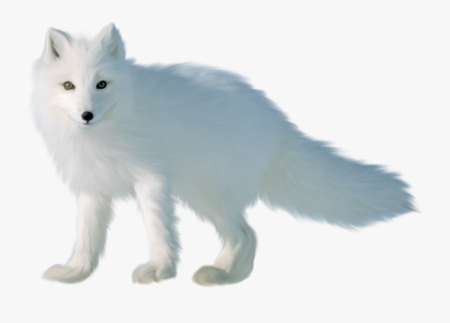 Transparent Foxes Clipart - Arctic Fox On Transparent Background , Free Transparent Clipart