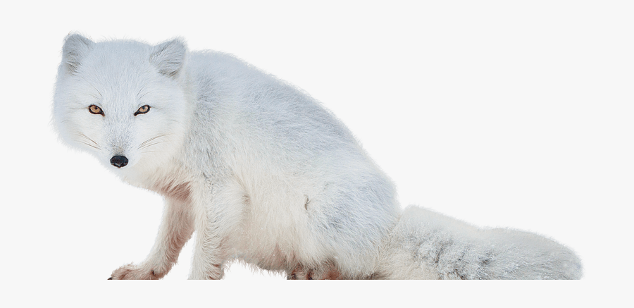 Mammal,arctic Figure,fur,canis Lupus Tundrarum - Arctic Fox Transparent Background, Transparent Clipart