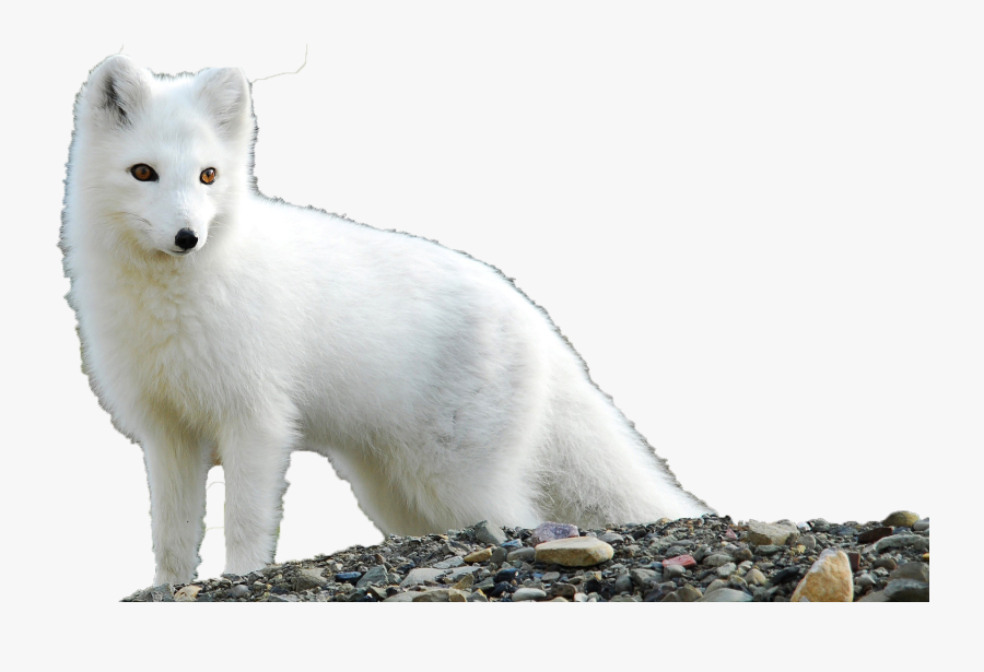 Baby Cute Arctic Fox, Transparent Clipart