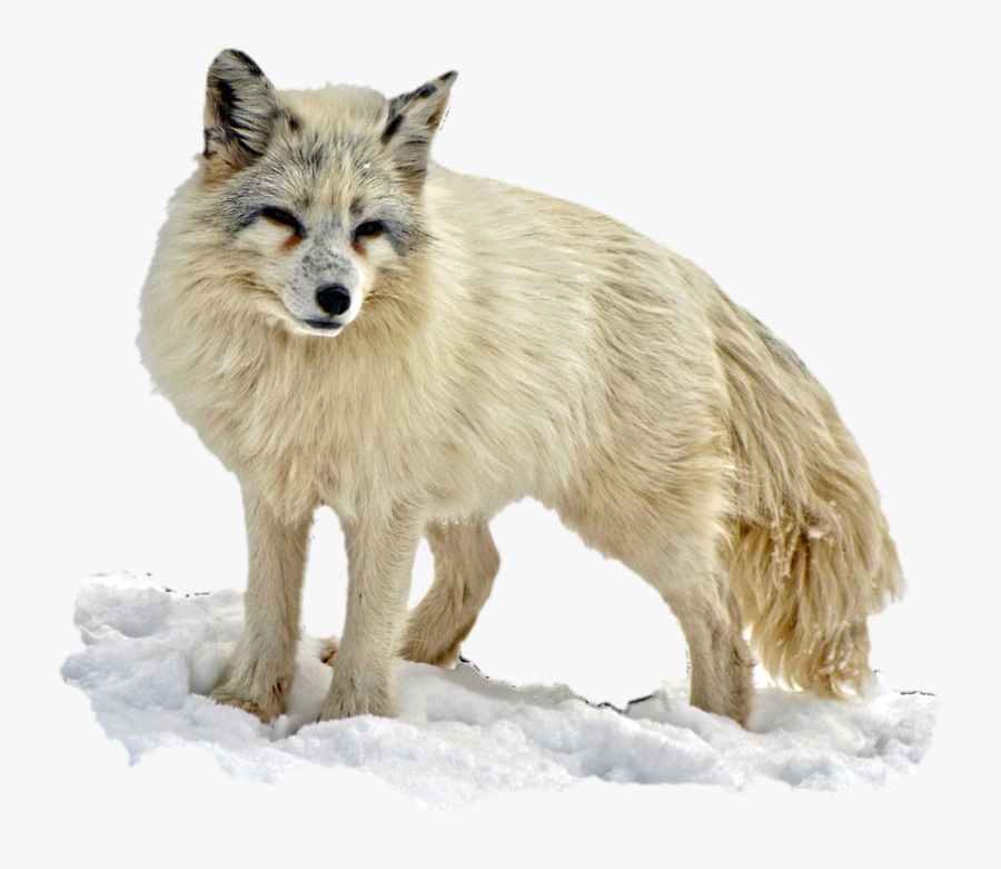 Arctic Snow Fox Png Image - Arctic Fox Png, Transparent Clipart