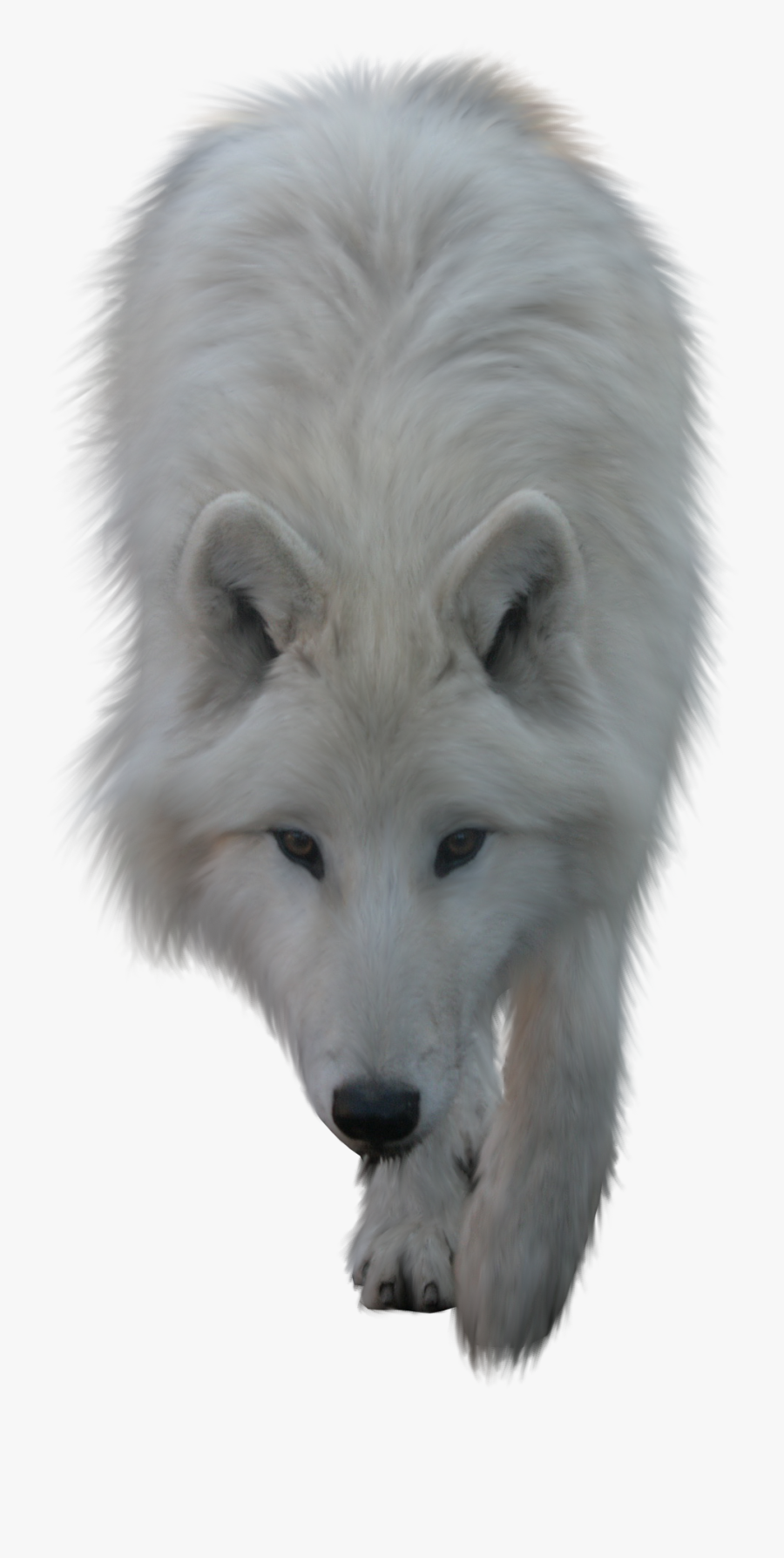White Wolf Png Hd, Transparent Clipart