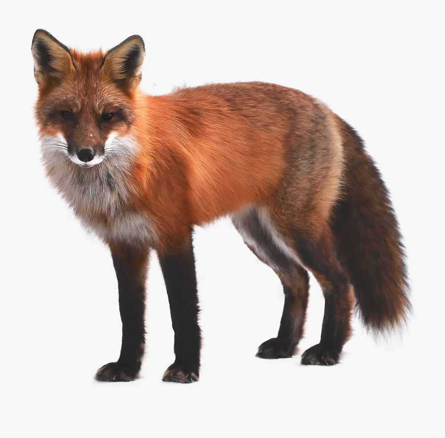 Clip Art Animal Fox Pictures - 1080 X 1080 Fox, Transparent Clipart