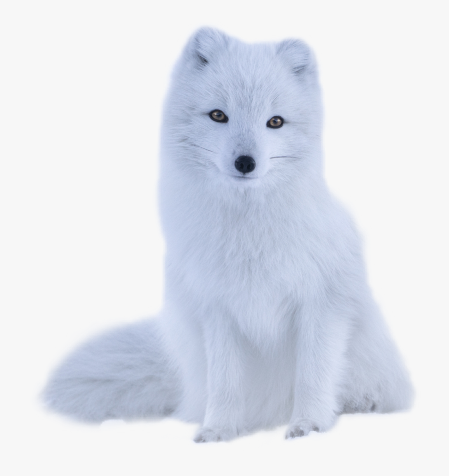 #polarfox #polar #white #fur #fluffy #animal #snowfox - Fox White Png, Transparent Clipart