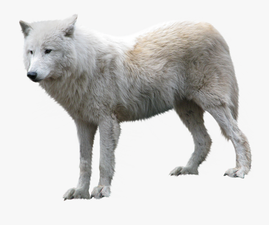 Arctic Wolf Png, Transparent Clipart