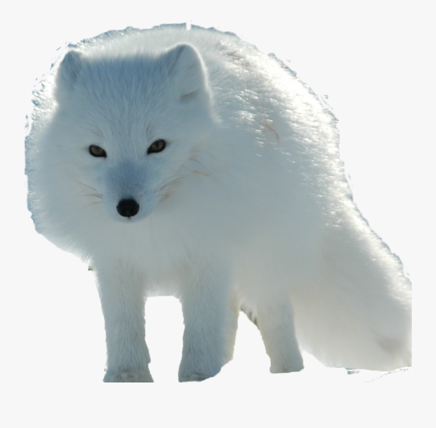 Arctic Fox Png - Arctic Fox, Transparent Clipart