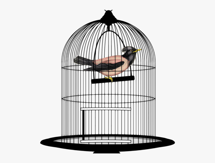 Bird Cage Png Transparent Image - Transparent Background Bird In Cage Png, Transparent Clipart
