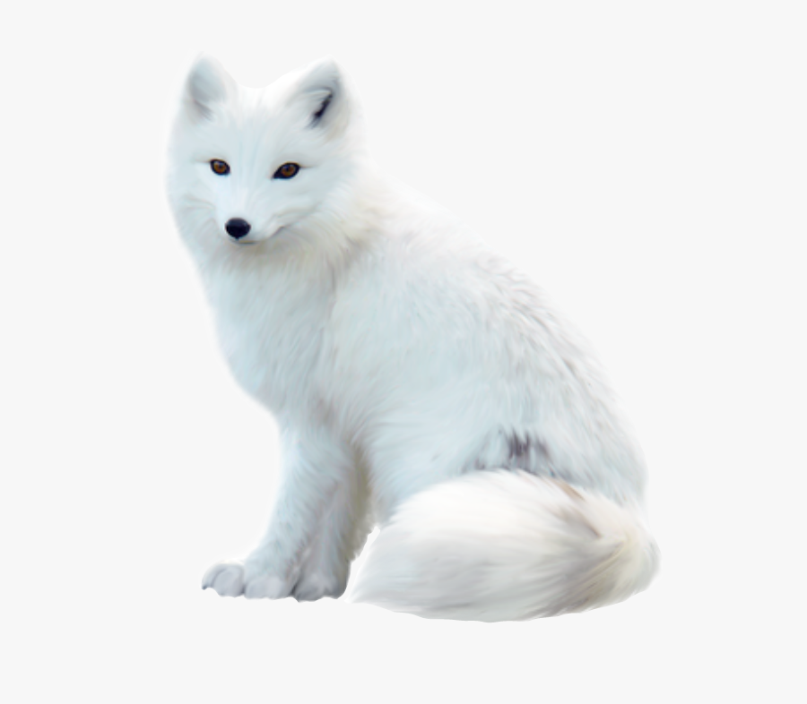 #fox #white #look #waiting #snow - Japanese Bobtail Meows, Transparent Clipart