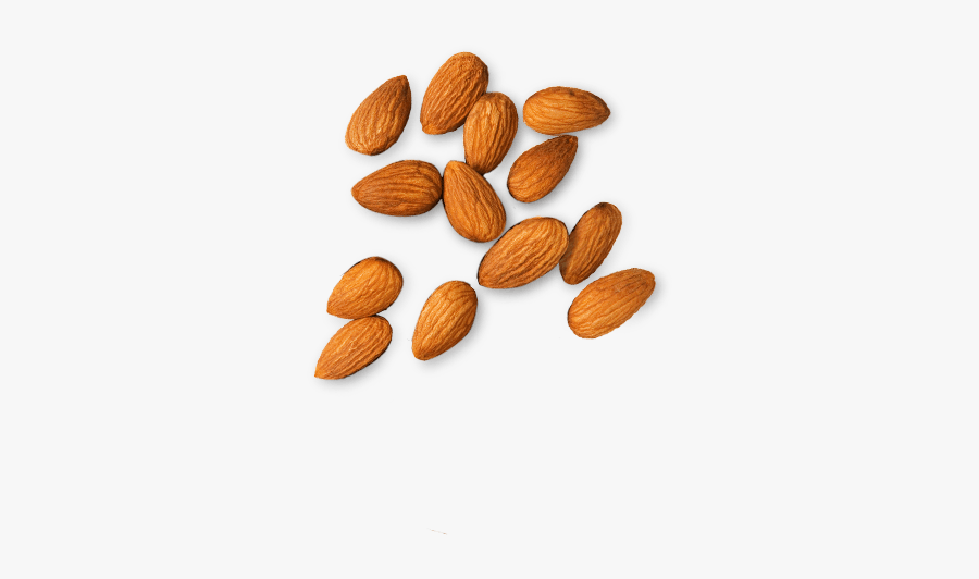Almond Clipart Badam - Almonds Png, Transparent Clipart