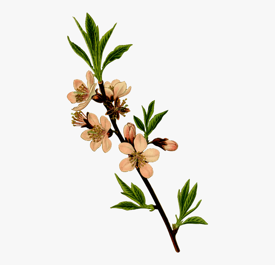 Plant,flower,leaf, Transparent Clipart