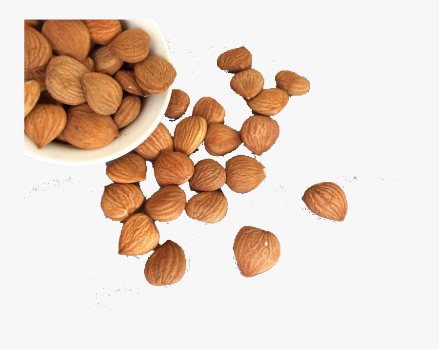 Hazelnut Clip Art - Hazelnut Use As Medicine, Transparent Clipart