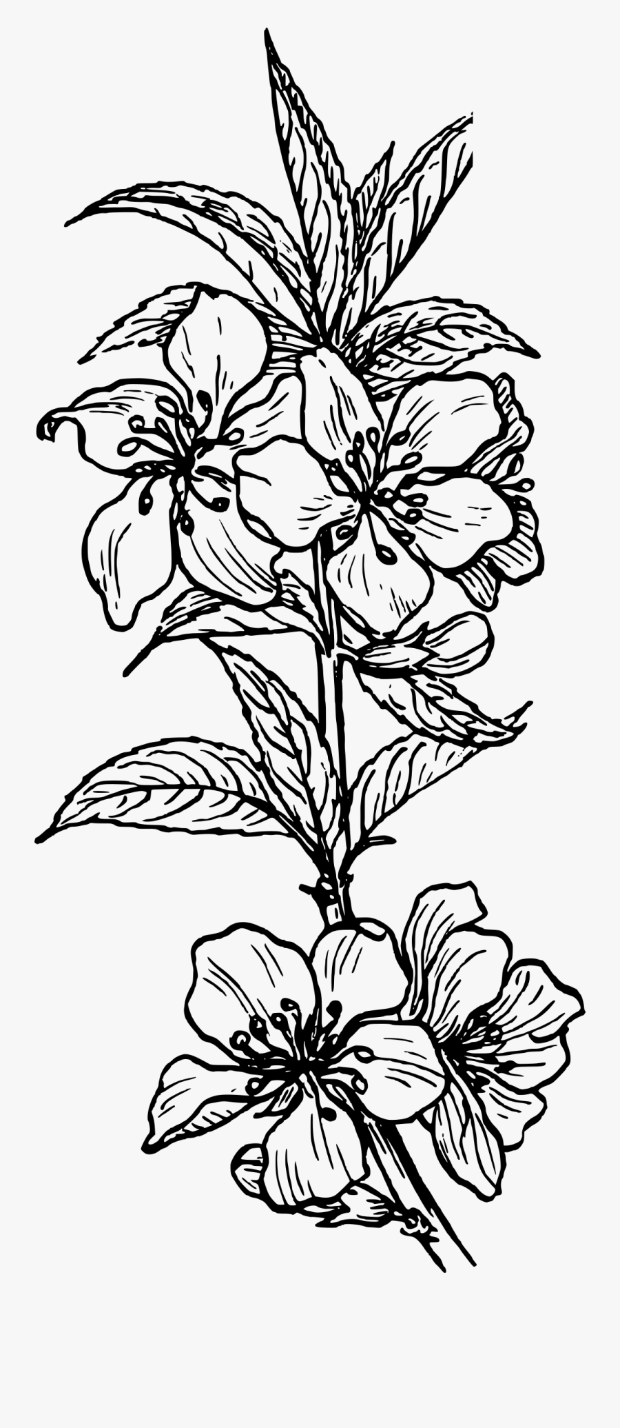 Almond Clipart Black And White - Plant Clip Art, Transparent Clipart