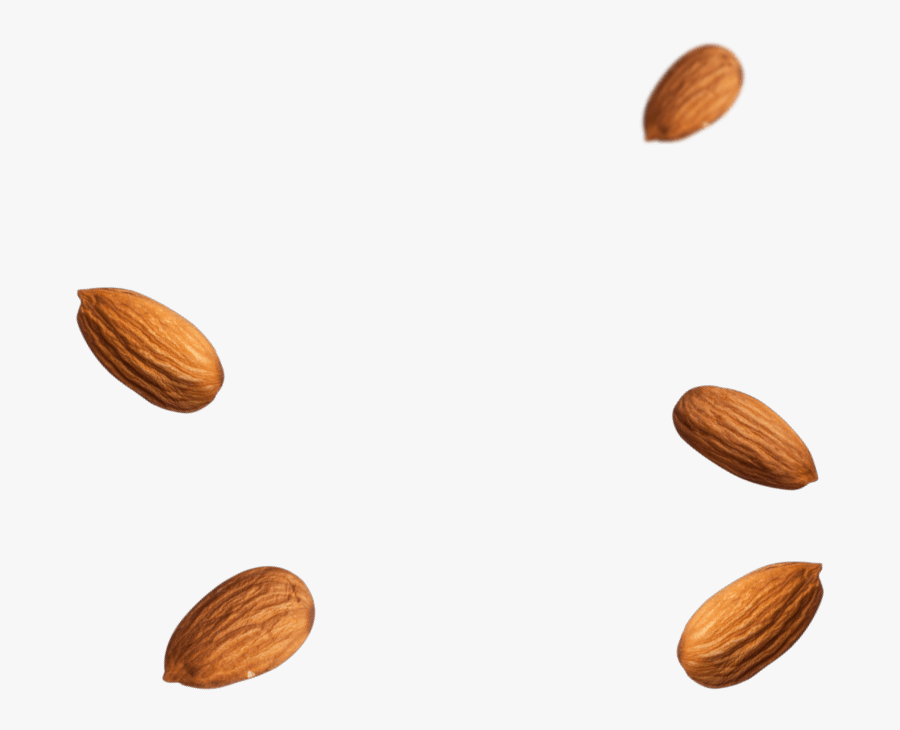 50662 - Almond, Transparent Clipart